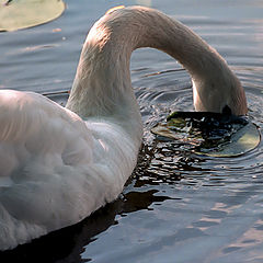 photo "I hesitate of you"