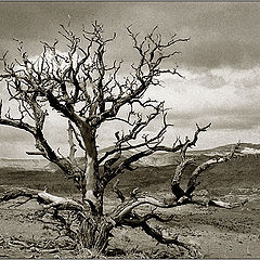 photo "Capitol Reef"