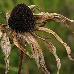 photo "Withered"