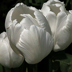 photo ""White Swan""