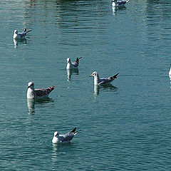 фото "Seagull Frozen in the Jaffa Harbour"