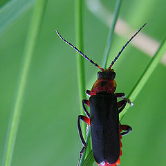 photo "Beetle"
