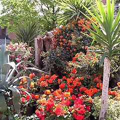 фото "Flowermontasje from my town today"