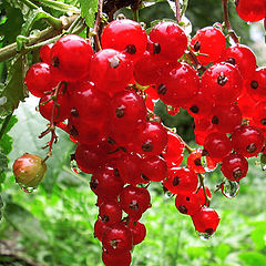 photo "Sweet rubies"