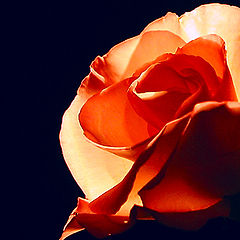 photo "Rose"