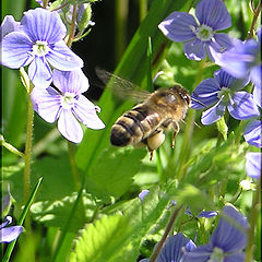 photo "Working bee"