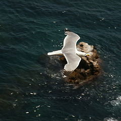 photo "tern"