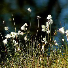 photo "Like cotton"