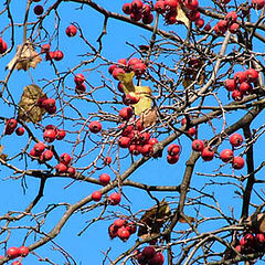 photo "Red berries"