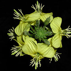 photo "Simple flower"