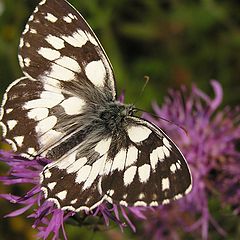 фото "buttefly"