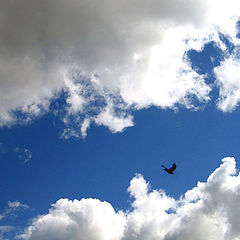 photo "Lonely bird"