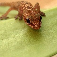 фото "Hunting Gecko"