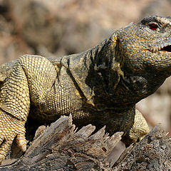 photo "Serial Killer - Uromastyx - Uromastix"