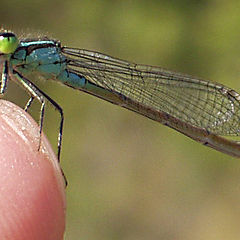 photo "Little Dragonfly"