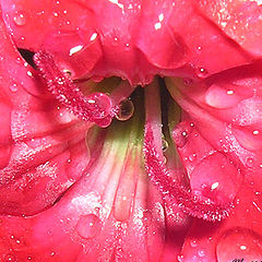 фото "Nelikk"
