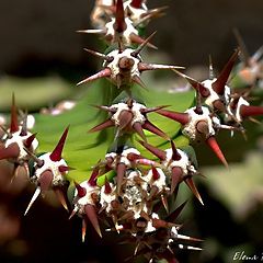 photo "The prickle"