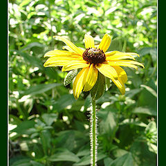 photo "Summer day"