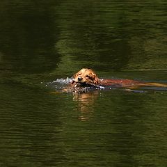 photo "Playing on the lagoon"