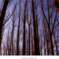 photo "trees I"