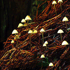 photo "Gnomes of the forest floor"