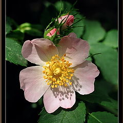 photo "Wild rose 2"
