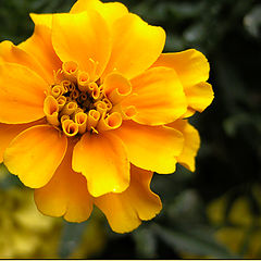 фото "Dressed in Yellow!"