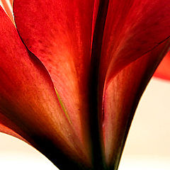 photo "Lady in red"