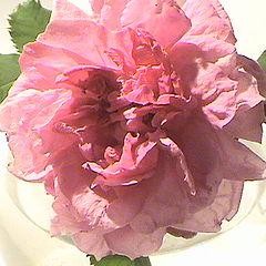 photo "Flower"