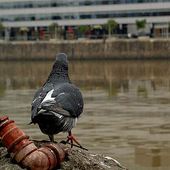 photo "Pigeon"