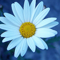 photo "Malmequer"