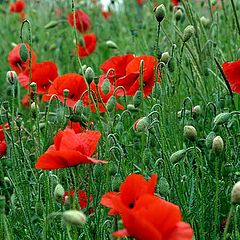 photo "Poppies"