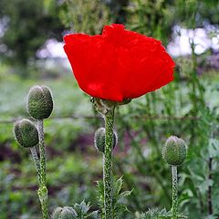 photo "Poppy"