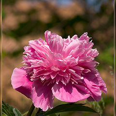 photo "Peony"