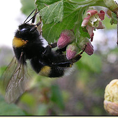 photo "Shaggy bumblebee, on fragrant hop..."