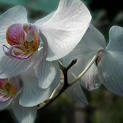 photo "Wild orchid"