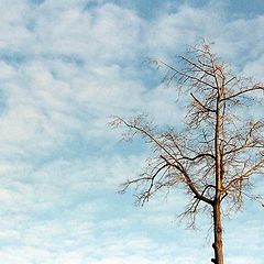 photo "Clouds #3 and Tree."