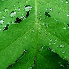 фото "a green leaf"