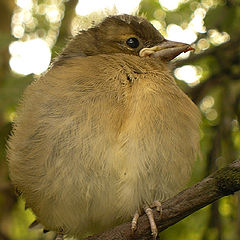 photo "The sparrow"