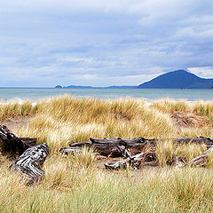 photo "driftwood"