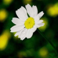 фото "drops..."