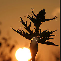 photo "dancing before the night"