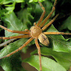 photo "Spider"