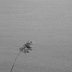 фото "tree"