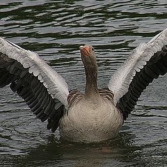 photo "Wild Goose"