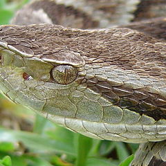 фото "Bothrops jararaca"