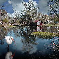 фото "Louisiana Bayou Scene"