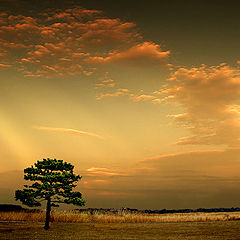 photo "tree"