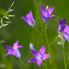 photo "Simply handbells."