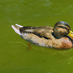 photo "DUCK"